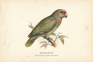 Red-spectacled Amazon illustration