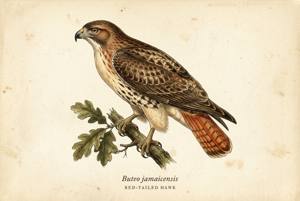 Red-tailed Hawk illustration