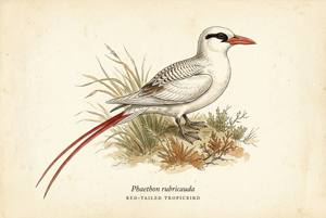 Red-tailed Tropicbird illustration