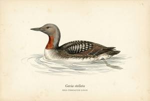 Red-throated Loon illustration