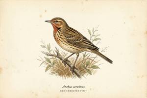 Red-throated Pipit illustration