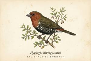 Red-throated Twinspot illustration