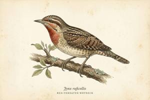 Red-throated Wryneck illustration