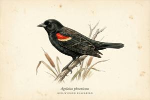 Red-winged Blackbird illustration
