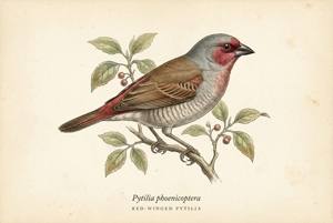 Red-winged Pytilia illustration