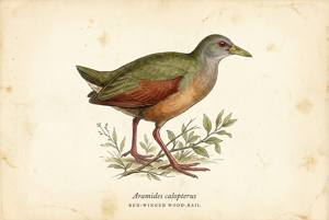 Red-winged Wood-Rail illustration