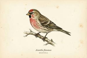 Redpoll illustration