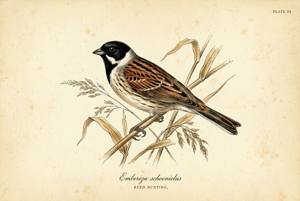 Reed Bunting illustration