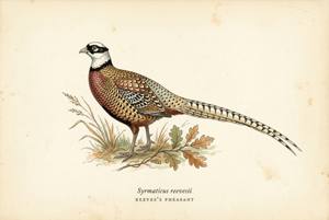 Reeves's Pheasant illustration