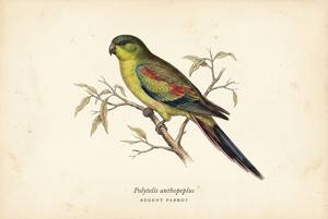 Regent Parrot illustration