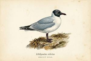 Relict Gull illustration