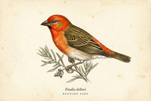 Reunion Fody illustration