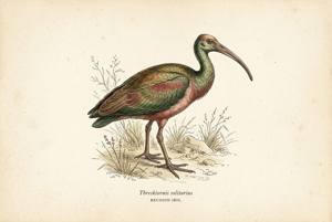 Reunion Ibis illustration