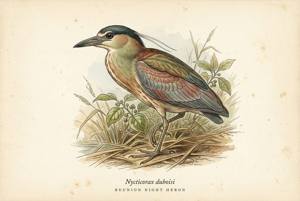Reunion Night Heron illustration