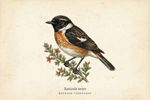 Reunion Stonechat illustration