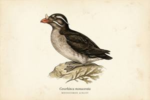 Rhinoceros Auklet illustration
