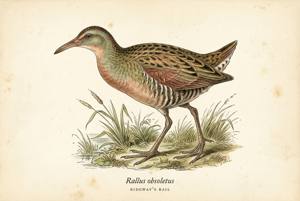 Ridgway's Rail illustration
