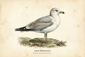 Ring-billed Gull illustration