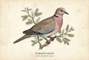 Ring-necked Dove illustration