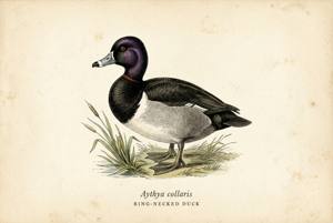 Ring-necked Duck illustration