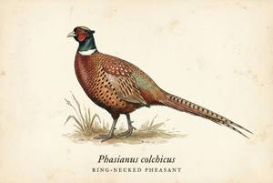 Ring-necked Pheasant illustration
