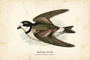 Ringed Storm-Petrel illustration