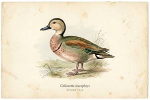 Ringed Teal illustration