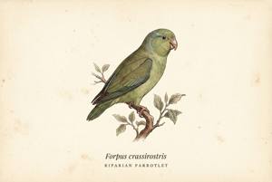Riparian Parrotlet illustration