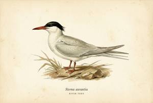 River Tern illustration