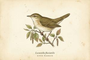River Warbler illustration