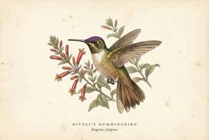 Rivoli's Hummingbird illustration