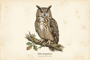 Rock Eagle-Owl illustration