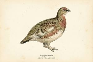 Rock Ptarmigan illustration