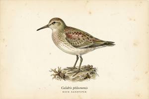 Rock Sandpiper illustration