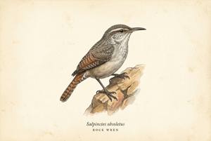 Rock Wren illustration