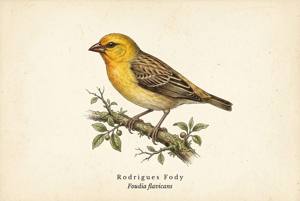 Rodrigues Fody illustration