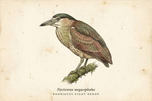 Rodrigues Night Heron illustration