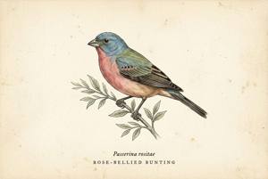 Rose-bellied Bunting illustration