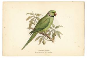 Rose-ringed Parakeet illustration