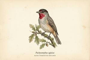 Rose-throated Becard illustration