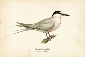 Roseate Tern illustration
