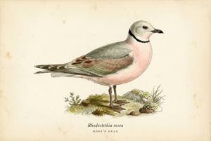 Ross's Gull illustration
