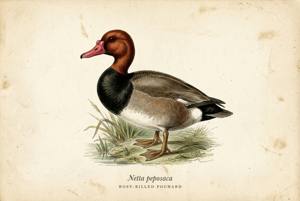 Rosy-billed Pochard illustration