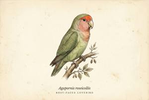 Rosy-faced Lovebird illustration