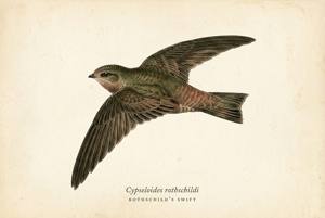Rothschild's Swift illustration