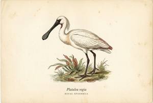 Royal Spoonbill illustration