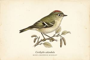 Ruby-crowned Kinglet illustration