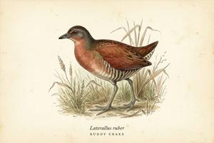 Ruddy Crake illustration