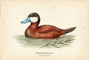 Ruddy Duck illustration