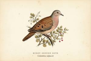 Ruddy Ground Dove illustration